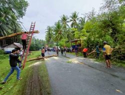 Tanggap Personil TRC BPBD Eksekusi Pohon Tumbang di Jalan Poros Barugaia
