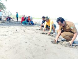 Tanam mangrove dan lepas tukik pantai sumingi, Camat Buki libatkan Pemdes Kohala
