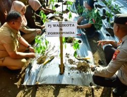 Pj Walikota Palopo Ikuti Gerakan Tanam Cabai
