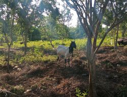 Kasus Pencurian Ternak di Kelurahan Batangmata Sapo Meningkat, Kapolsek Bontomatene Tegaskan Upaya Pencegahan Terus Dilakukan