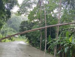 Lampu PLN Padam Akibat Pohon Tumbang, Ini Penjelasan Kepala Unit PLN Selayar