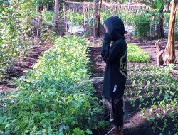 Gadis Desa di Selayar Putus Sekolah Akibat Kesulitan Ekonomi, Kini Fokus Berkebun Sayuran