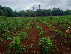 Camat Pasilambena Dorong Pertanian Jagung dan Cabai untuk Ketahanan Pangan dan Ekonomi