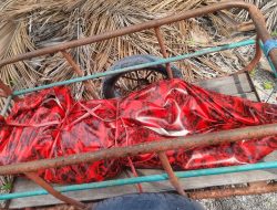 Mayat Tanpa Kepala Ditemukan di Pantai Pulau Jinato Dimakamkan di Pekuburan Umum