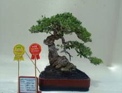 PPBI Kepulauan Selayar Torehkan Prestasi Membanggakan di Ajang Nasional Bonsai Sinjai