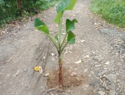 Warga Tanam Pohon Pisang di Tengah Jalan, Bentuk Protes Warga Akibat Akses Jalan Tak Pernah Di Lirik Pemerintah