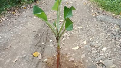 Warga Tanam Pohon Pisang di Tengah Jalan, Bentuk Protes Warga Akibat Akses Jalan Tak Pernah Di Lirik Pemerintah
