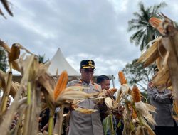 Usai Bone-Bone, Kapolres Luwu Utara Panen Jagung di Baebunta