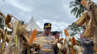 Usai Bone-Bone, Kapolres Luwu Utara Panen Jagung di Baebunta