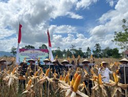 Panen Raya Jagung Serentak Kuartal II Tahun 2025 Digelar di Sabbang Selatan