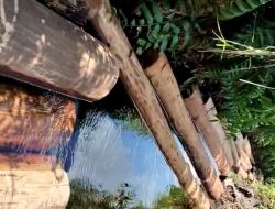 Terbongkar! “Putu” Si Penghancur Hutan Kalimantan