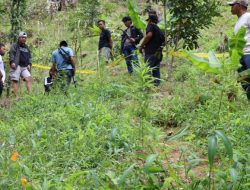 Bulukumba Heboh, Ladang Ganja Tertanam di Lereng Terjal