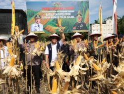 Panen Perdana Jagung Brimob-Pemda Luwu Utara Perkuat Ketahanan Pangan Daerah