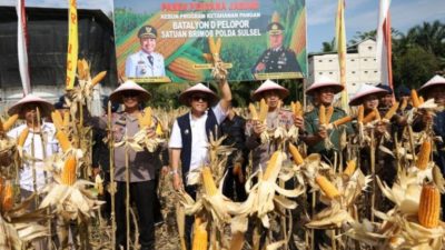 Panen Perdana Jagung Brimob-Pemda Luwu Utara Perkuat Ketahanan Pangan Daerah