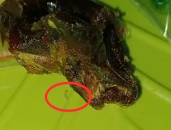 ‎Ulat dalam Kurma Menu MBG Jadi Santapan Berbuka Puasa Di Selayar