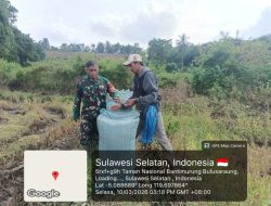 Mendukung Program Ketahanan Pangan, Babinsa Toddolimae Tinjau Panen Padi