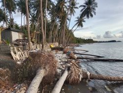 ‎Puluhan Pohon Kelapa Tumbang Akibat Penambangan Liar