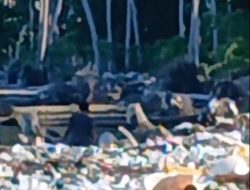 ‎Keterlibatan Penambang Pasir Luar Desa Secara Masif, Picu Abrasi Parah